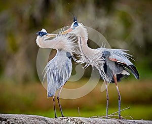 Pair of great blue herons in breeding behavior and fluffy feathers