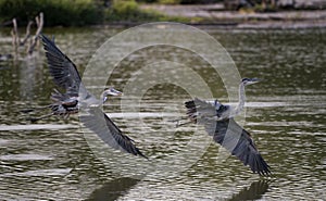 Pair of great blue herons flying over wetlands