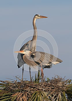 Pair of great blue herons on nest