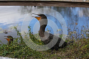 Great Cormoran at the river photo