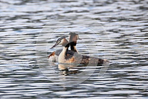 Pair Great crested grebe