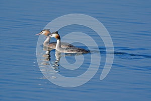 Pair of great Crested grebe bird, natural, nature, wallpaper