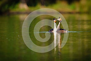 Pair of Great Crested Grebe (Podiceps cristatus)  on a still pond, taken in London, England