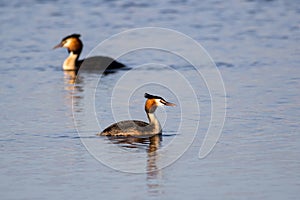 Pair of Great Crested Grebe (podiceps cristatus) swimming