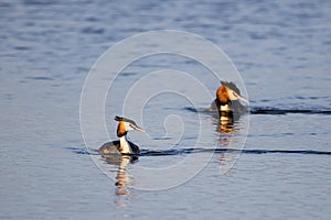 Pair of Great Crested Grebe (podiceps cristatus) swimming