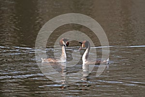 Pair of great crested grebes courtship display