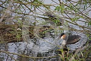 Pair of great crested grebes by nest with egg