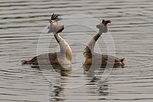 Pair of Great Crested Grebes Podiceps cristatus perform their