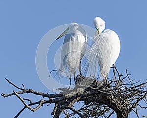 Pair of Great Egrets in the Beginnings of their Nest