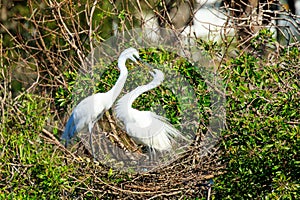 Pair of Great Egrets in Nest photo