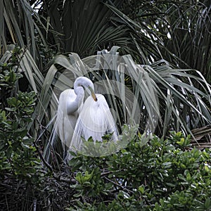 Pair of Great Egrets in Springtime Plumage