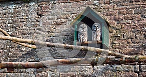 A pair of Great Grey Owl`s stare impassively out of their Bird box at Camperdown Wildlife Centre. photo