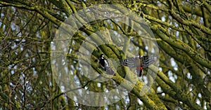 Pair of Great-spotted woodpeckers, Dendrocopos major.