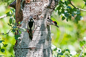 Pair of great spotted woodpeckers at the nest photo