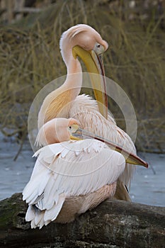 A pair of Great White Pelican, Pelecanus onocrotalus, in winter color