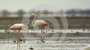 Pair of Greater Flamingos