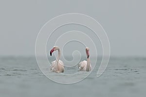 A pair of Greater Flamingos in the early morning hours at Asker coast