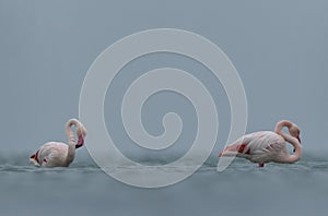 A pair of Greater Flamingos preening during cloudy weather in the morning at Asker
