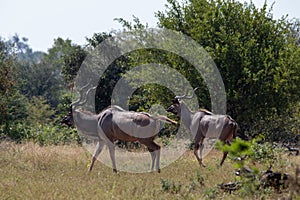 Two kudu bulls wander through the African bush