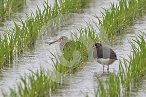 A pair of Greater painted-snipe in Japanese rice field