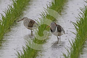 A pair of Greater painted-snipe in Japanese rice field