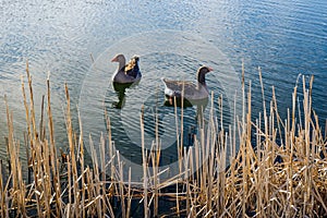 Pair of Greater White Fronted Geese