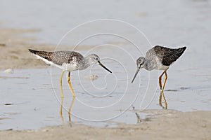 Pair of Greater Yellowlegs foraging at the edge of a tidal lagoon - Pinellas County, Florida