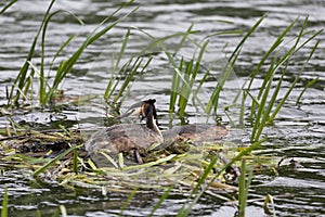 Pair of Grebes on the lake during mating season