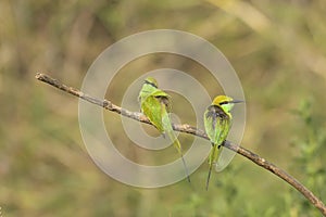 Pair of Green Bee Eaters Sitting on Branch