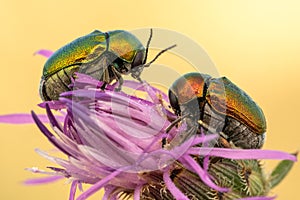 Pair of green beetles Cryptocephalus sericeus in Czech Republic