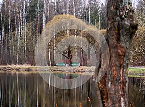 Two benches and trees by the lake