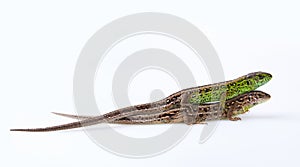Pair of green and brown sand lizards Lacerta agilis Linnaeus isolated