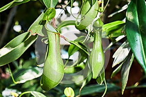 A pair of green bug eating pitcher plants still without their typical red shades