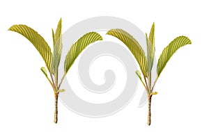 A pair of the green cut branches islolated on white backgrounds