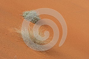 A pair of green desert plants sits among the patterned and textured orange sands in the United Arab Emirates