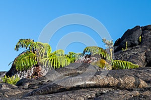 Ferns growing out of black lava flow. Blue sky in background. In Volcano National Park, Hawaii