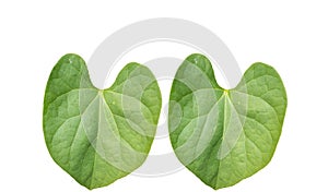 Pair of Green foliage tropical leaf isolated on white backgrouds