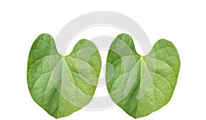 Pair of Green foliage tropical leaf isolated on white backgrouds photo