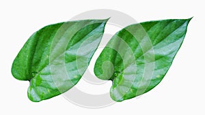 A pair of green heart-shaped leaves on a white background with beautiful natural patterns