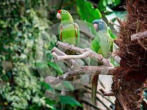 Pair of green parrots