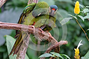 A pair of green parrots. Brazil