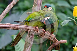 A pair of green parrots. Brazil