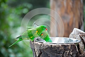 Pair of green parrots drinking water from drinkers