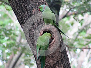 Pair of green parrots searching for home