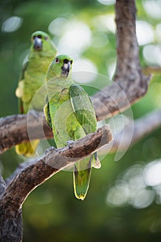 Pair of green parrots sit on tree