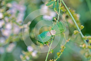 Green stinkbug