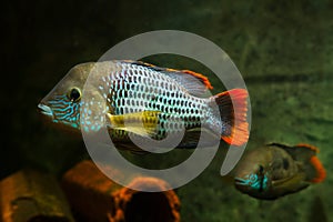 Pair of green terror, Andinoacara rivulatus, male and female in bright breeding colors, popular domestic ornamental Cichlidae