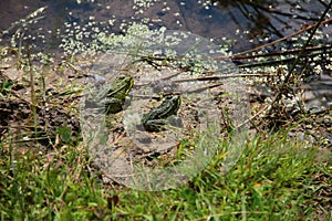 Pair of green toads on a sunny swamp shore