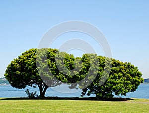 Pair of green trees