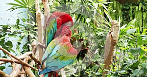 Pair of green winged macaw playing on the branch